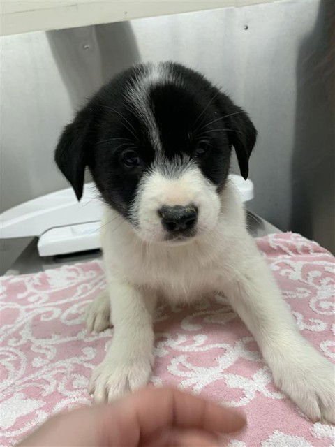 JINGELBELL - Labrador Retriever / Husky available for adoption
