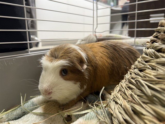PIG NEWTON Image