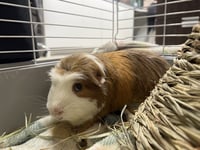 PIG NEWTON - Photo 1