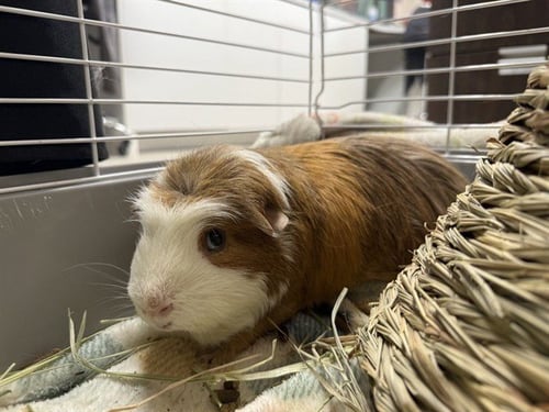 PIG NEWTON - Guinea Pig available for adoption