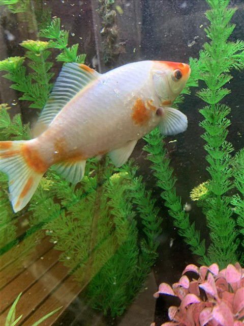 *POP - Fish available for adoption