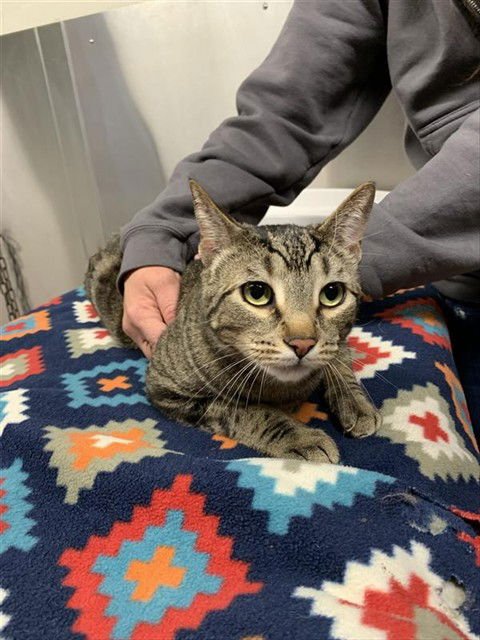 MIKEY - Domestic Short Hair available for adoption