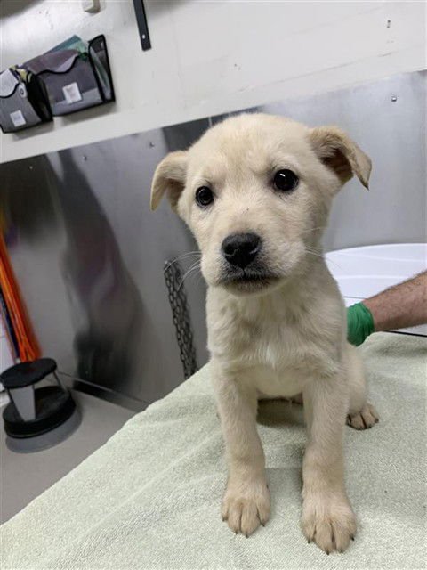 *MARVIN - Husky available for adoption