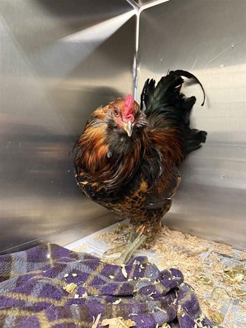 *PJ - Chicken available for adoption