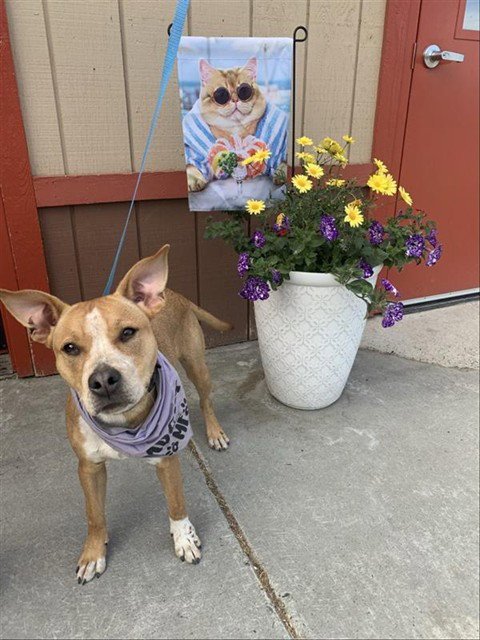 NALA - Pit Bull Terrier available for adoption