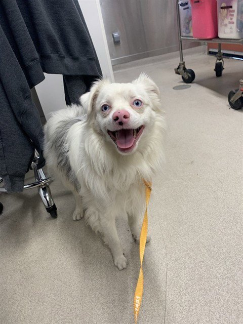 POWDER - Australian Shepherd for adoption in Fairbanks
