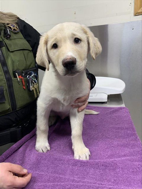 DIPPER - Labrador Retriever available for adoption