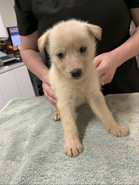 *LUCIA - Husky for adoption in Fairbanks
