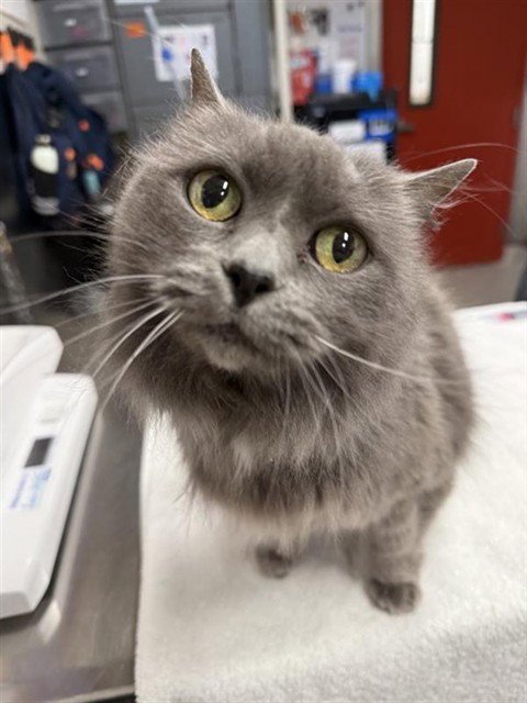 POOTS - Domestic Medium Hair available for adoption