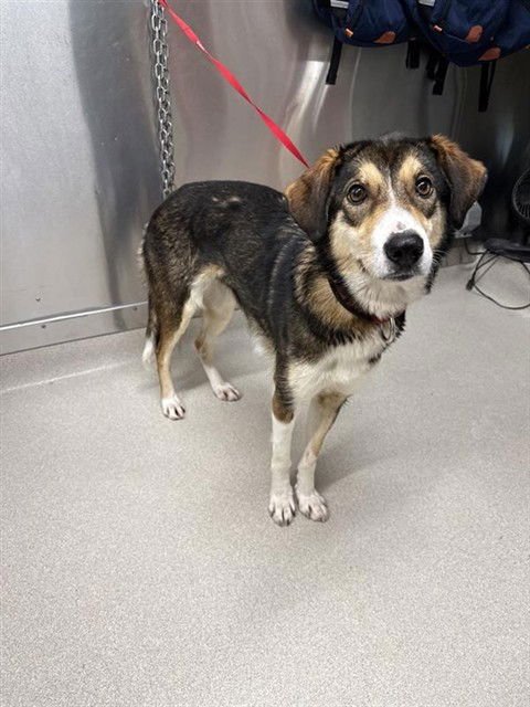 BETTY - Husky available for adoption