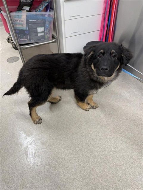 *TRACKER - German Shepherd Dog available for adoption