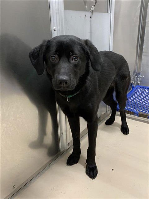 *CLARA - Labrador Retriever available for adoption