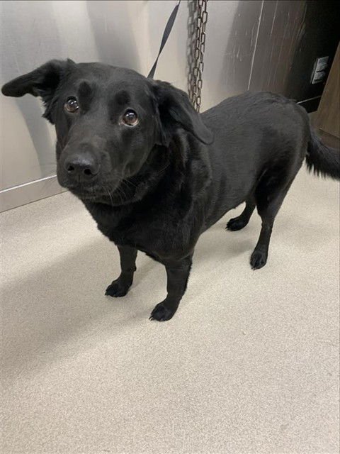 BOOTSIE - Labrador Retriever / German Shepherd Dog available for adoption