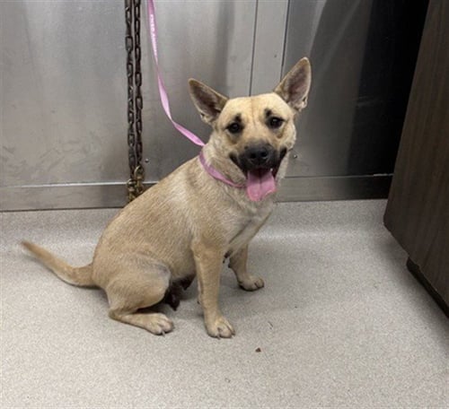 BLANCHO - Pit Bull Terrier / Husky available for adoption