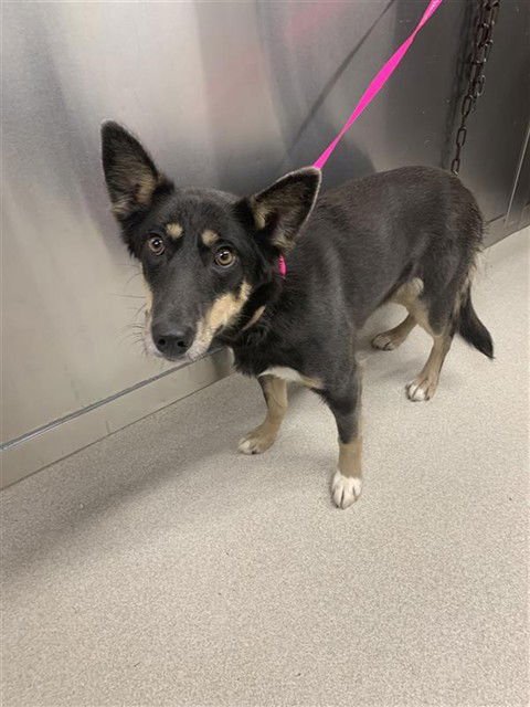 COWGIRL - Husky available for adoption