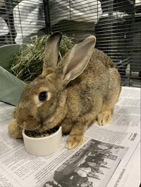 *POPPY - Photo 1