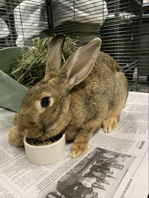 *POPPY - Shorthaired Rabbit available for adoption