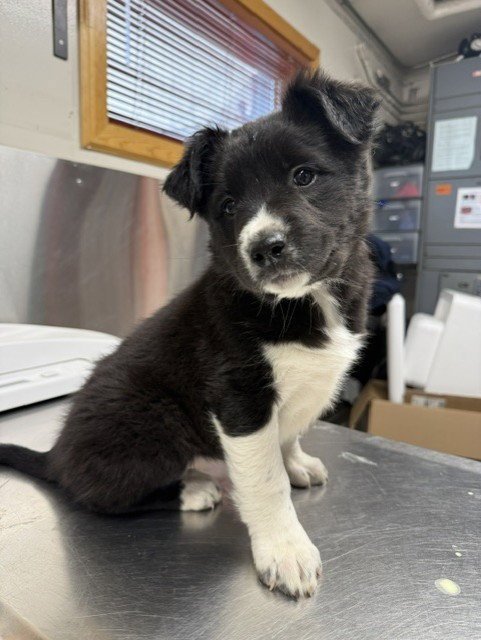 *BELL - Labrador Retriever available for adoption