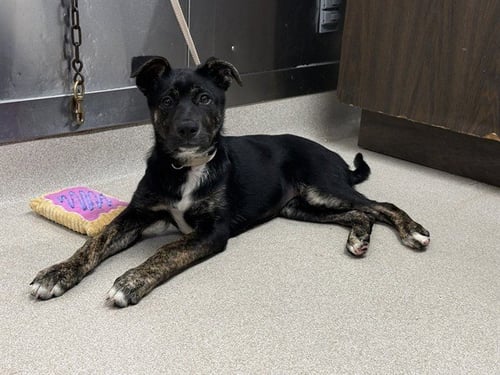 RILEY - German Shepherd Dog available for adoption