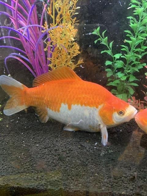 *CRACKLE - Fish available for adoption