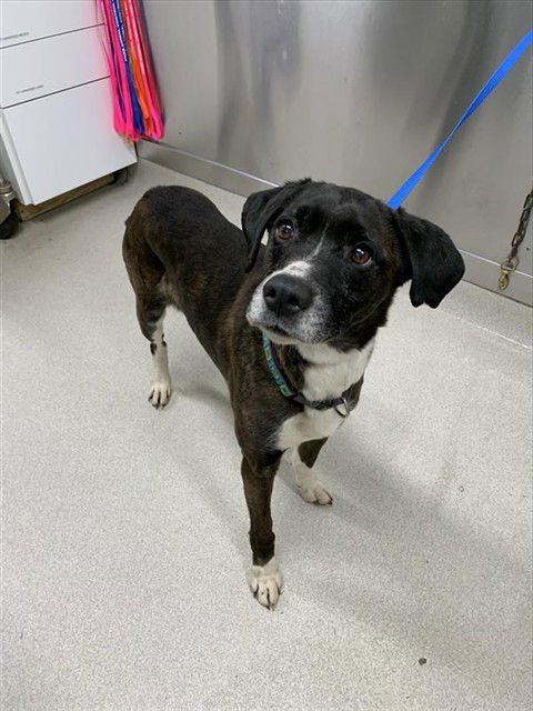 NUCKA - Boxer available for adoption