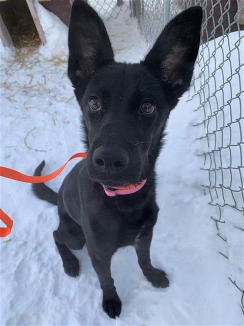 MAYA - German Shepherd Dog / Labrador Retriever available for adoption