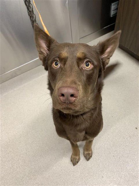 ZEUS - Labrador Retriever / German Shepherd Dog available for adoption