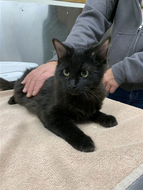 *NERISSA - Domestic Medium Hair available for adoption