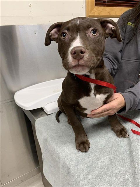 FLASH - American Pit Bull Terrier / Pit Bull Terrier available for adoption