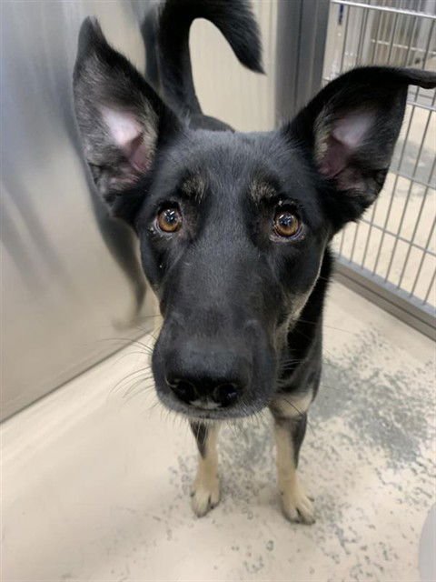 SOLEIL - Husky / German Shepherd Dog available for adoption