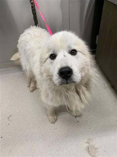 CHASE - Great Pyrenees available for adoption