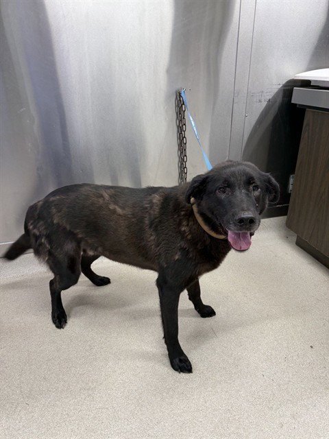 FARKUS - Labrador Retriever available for adoption