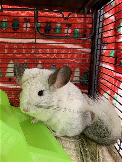 NEZUKO - Chinchilla available for adoption