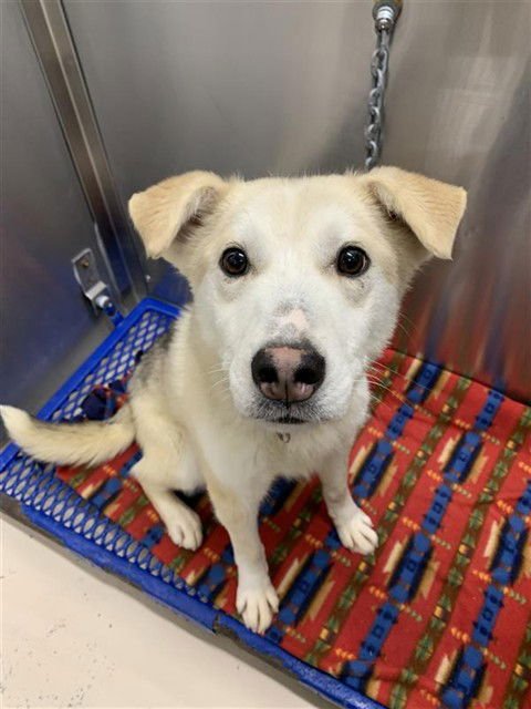 SMARTY - Husky available for adoption