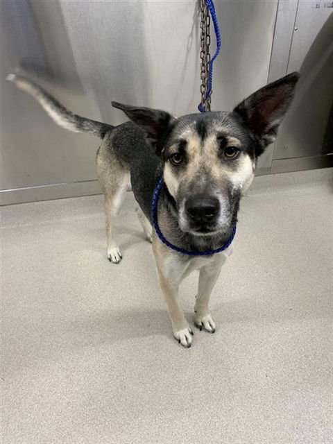 FELIX - German Shepherd Dog / Husky available for adoption