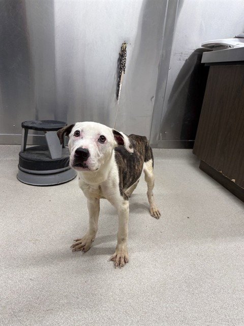 *ALFIE - Pit Bull Terrier available for adoption