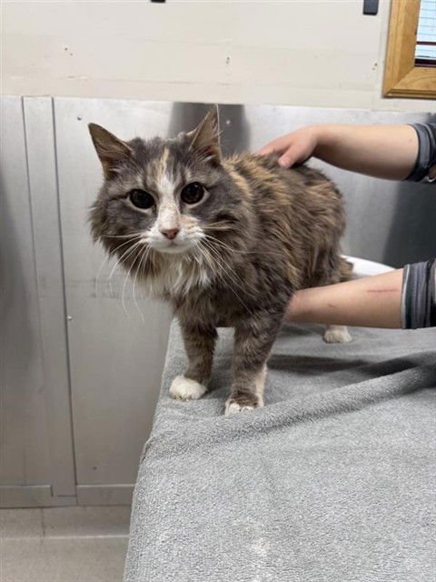 *MAURA - Domestic Medium Hair available for adoption