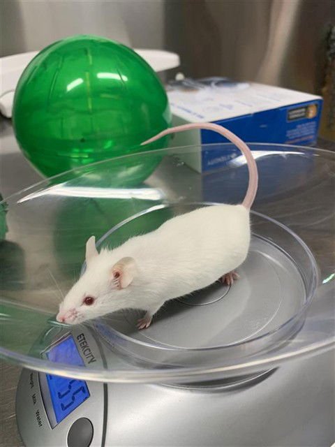 RUBY - Mouse available for adoption