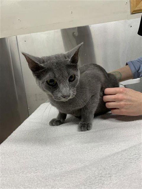 MAPLE - Domestic Short Hair available for adoption