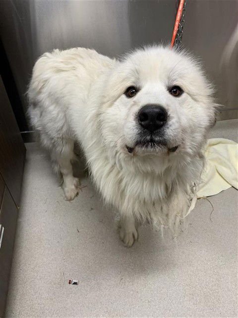 ZUMA - Great Pyrenees available for adoption