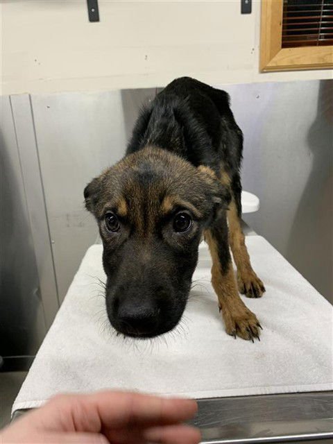 *KIZIK - Husky / Rottweiler available for adoption