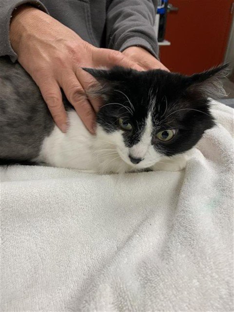 BUDDY - Domestic Medium Hair available for adoption