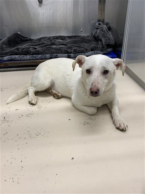 BLANCO - Chihuahua / Labrador Retriever available for adoption