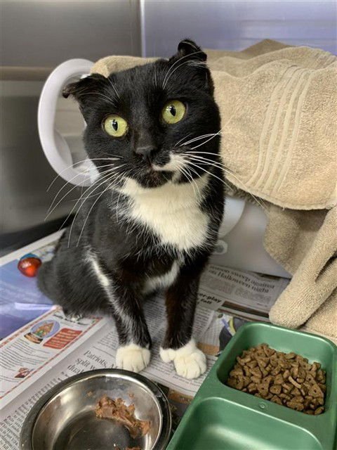 *LAURA - Domestic Short Hair available for adoption