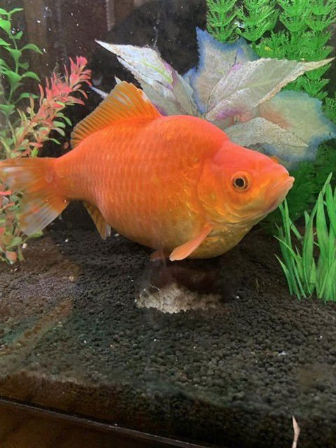 *SNAP - Fish available for adoption