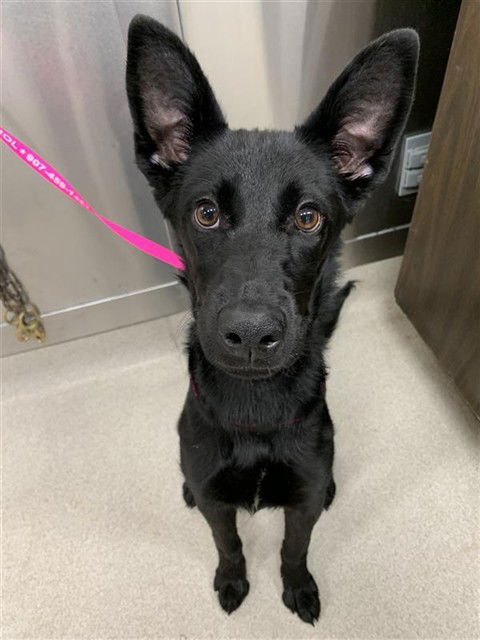 MAYA - German Shepherd Dog / Labrador Retriever available for adoption