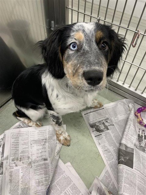 *ELENA - English Springer Spaniel available for adoption