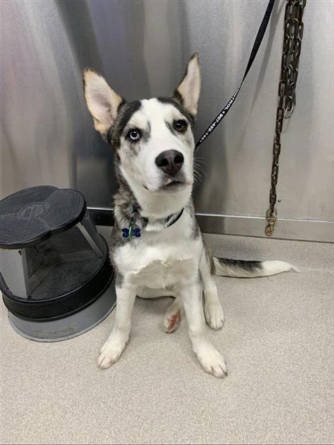 LOKI - Husky available for adoption