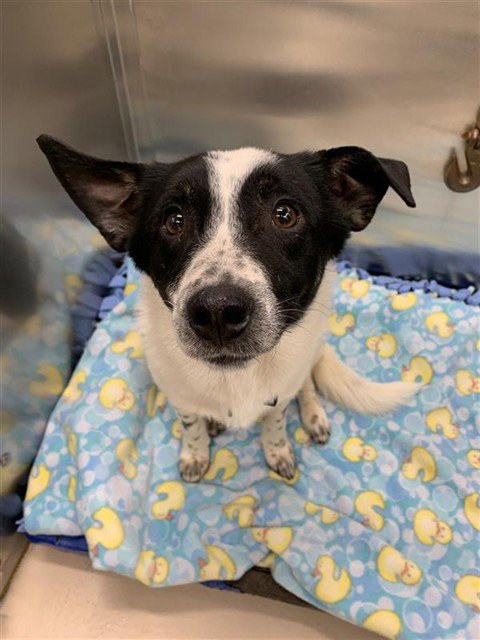 GIZMO - Chihuahua / Labrador Retriever available for adoption