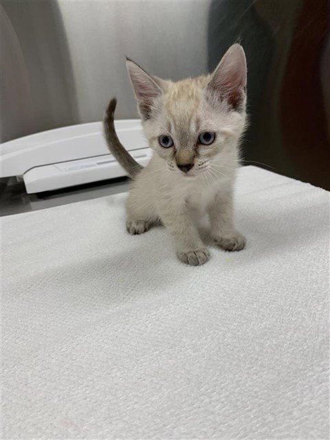 *HOPPER - Domestic Short Hair available for adoption